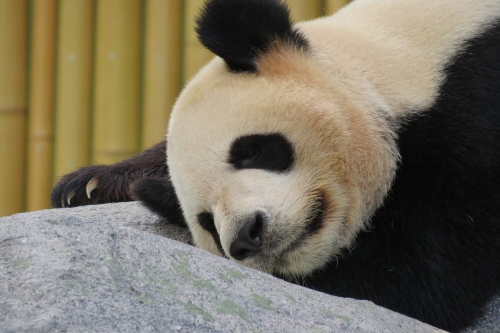 Te is úgy örülnél már egy hóembernek, mint ez a panda?