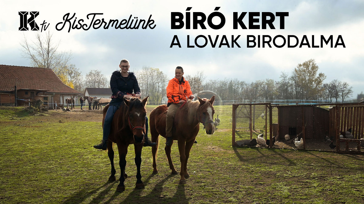 Bíro kert,nagyudvarnok,Lovak,Lovaglás