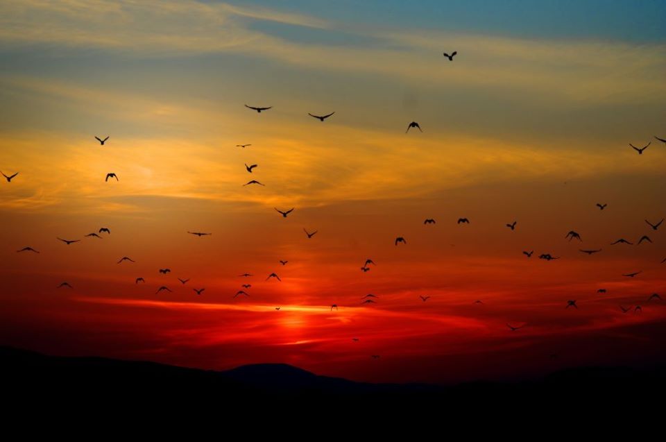 Birds arent real,a madarak nem valosak,öszeesküvők,összeesküvés-elméket,madarak,madar