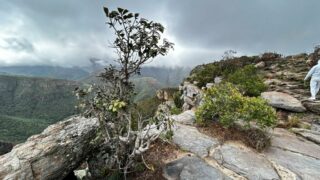 Dél-Afrikai Köztársaság,Dél-Afrika,Utazás,Gasztro