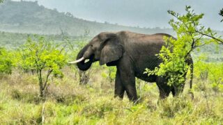 Dél-Afrikai Köztársaság,Dél-Afrika,Utazás,Gasztro