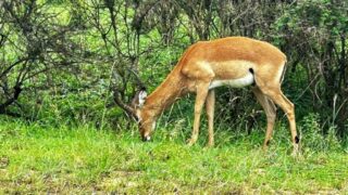 Dél-Afrikai Köztársaság,Dél-Afrika,Utazás,Gasztro