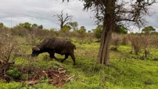 Dél-Afrikai Köztársaság,Dél-Afrika,Utazás,Gasztro