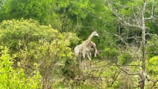 Dél-Afrikai Köztársaság,Dél-Afrika,Utazás,Gasztro
