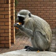 Dél-Afrikai Köztársaság,Dél-Afrika,Utazás,Gasztro