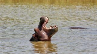 Dél-Afrikai Köztársaság,Dél-Afrika,Utazás,Gasztro