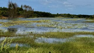 Dél-Afrikai Köztársaság,Dél-Afrika,Utazás,Gasztro