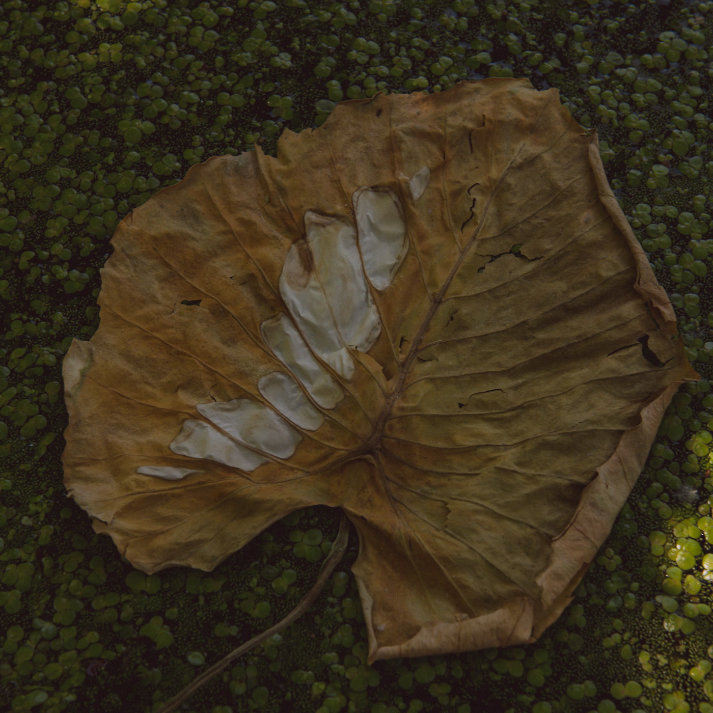 Adela Mede,Zene,Hangfal,Uj album