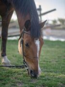 Hónap nője,Bodó Alíz,Június