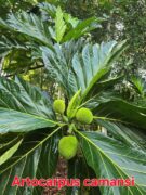 20241111_061803 Extrem Travel