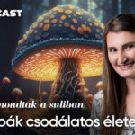 Ezt nem mondták a suliban